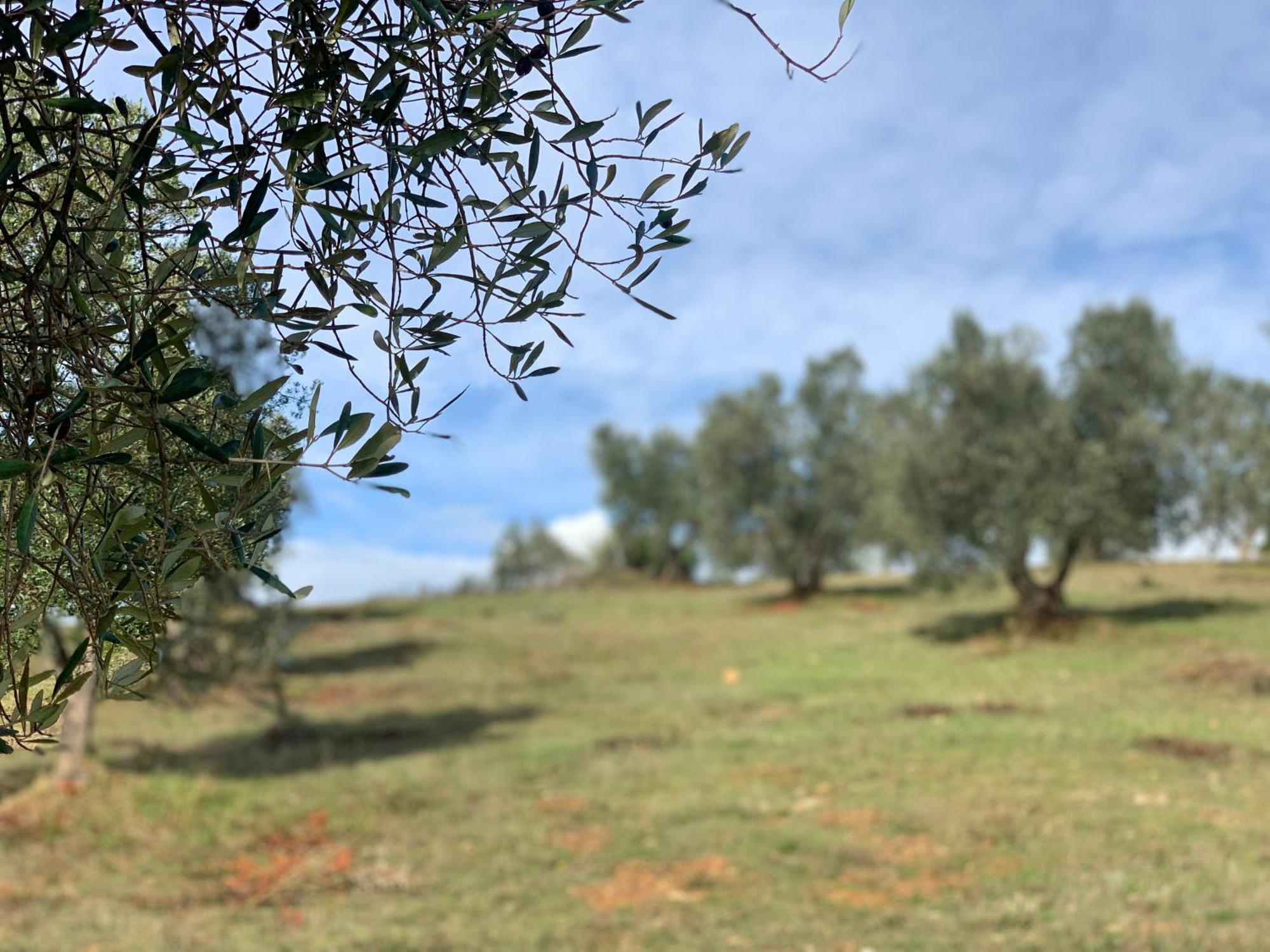 Agriturismo Poggio Falco Batignano Exterior foto