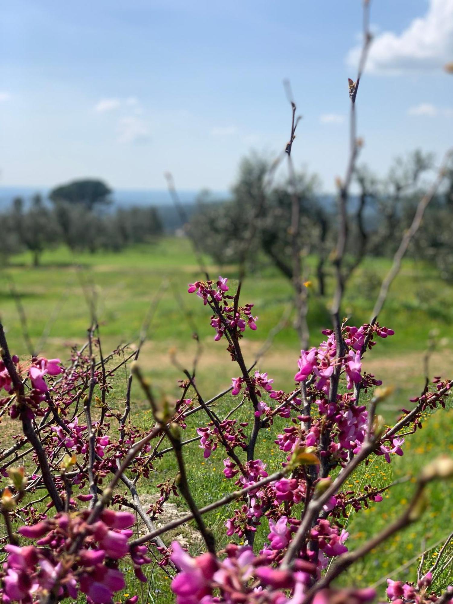 Agriturismo Poggio Falco Batignano Exterior foto